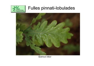 Fulles pinnati-lobulades
Quercus robur
 