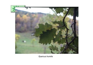 Quercus humilis
 