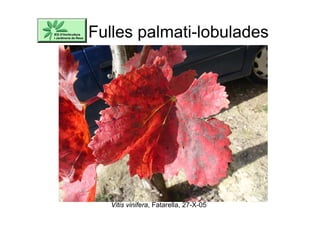 Fulles palmati-lobulades
Vitis vinifera, Fatarella, 27-X-05
 