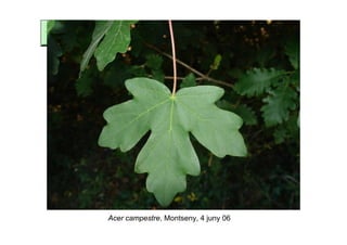 Acer campestre, Montseny, 4 juny 06
 