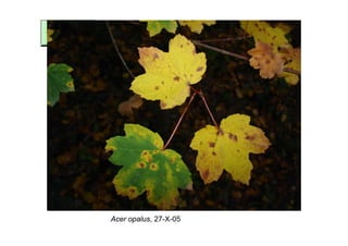 Acer opalus, 27-X-05
 