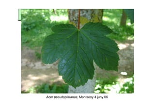 Acer pseudoplatanus, Montseny 4 juny 06
 