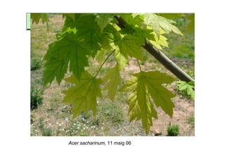 Acer sacharinum, 11 maig 06
 