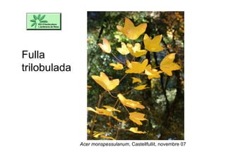 Acer monspessulanum, Castellfullit, novembre 07
Fulla
trilobulada
 