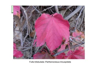 Fulla trilobulada: Parthenocissus tricuspidata
 