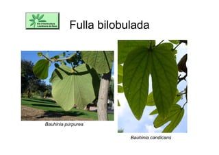 Fulla bilobulada
Bauhinia purpurea
Bauhinia candicans
 