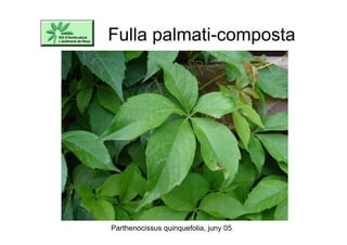Fulla palmati-composta
Parthenocissus quinquefolia, juny 05
 