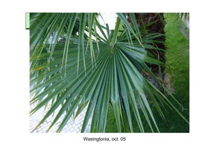 Wasingtonia, oct. 05
 