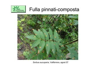 Fulla pinnati-composta
Sorbus aucuparia, Vallferrera, agost 07
 