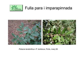 Fulla para i imparapinnada
Pistacia terebinthus i P. lentiscus, Ports, març 06
 