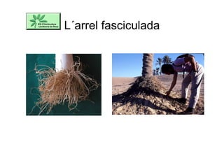 L´arrel fasciculada
 