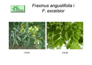 Fraxinus angustifolia i
F. excelsior
1-6-05 2-6-05
 
