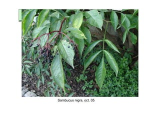 Sambucus nigra, oct. 05
 