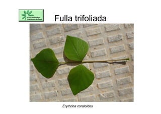 Fulla trifoliada
Erythrina coraloides
 