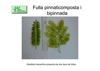 Fulla pinnaticomposta i
bipinnada
Gleditsia triacanthos presenta els dos tipus de fulles
 