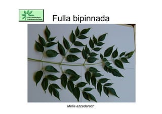 Fulla bipinnada
Melia azzedarach
 