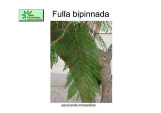 Fulla bipinnada
Jacaranda mimosifolia
 