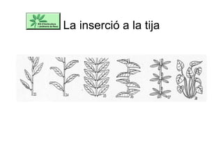 La inserció a la tija
 