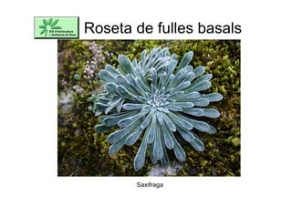 Roseta de fulles basals
Saxifraga
 