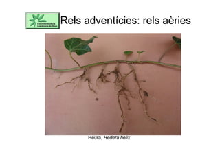 Rels adventícies: rels aèries
Heura, Hedera helix
 