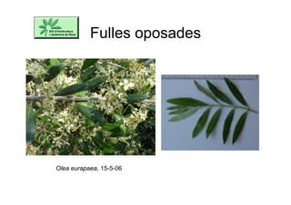 Fulles oposades
Olea eurapaea, 15-5-06
 
