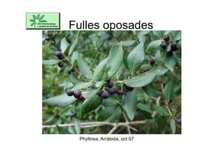 Fulles oposades
Phyllirea, Arràbida, oct 07
 