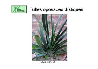 Fulles oposades dístiques
Clivia, febrer 06
 
