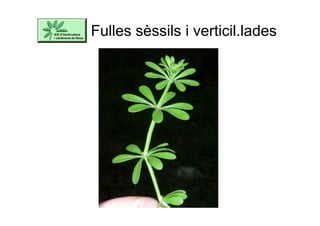 Fulles sèssils i verticil.lades
 