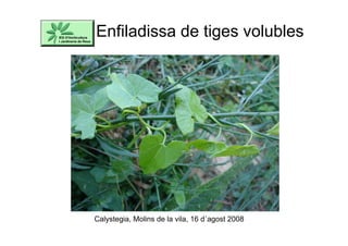Enfiladissa de tiges volubles
Calystegia, Molins de la vila, 16 d´agost 2008
 