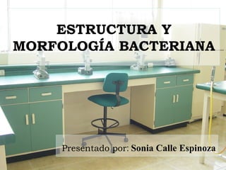 ESTRUCTURA Y MORFOLOGÍA BACTERIANA Presentado por :   Sonia Calle Espinoza 