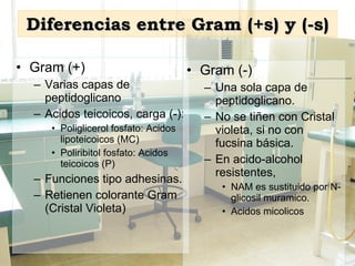 Diferencias entre Gram (+s) y (-s) Gram (+) Varias capas de peptidoglicano Acidos teicoicos, carga (-):  Poliglicerol fosfato: Acidos lipoteicoicos (MC) Poliribitol fosfato: Acidos teicoicos (P) Funciones tipo adhesinas. Retienen colorante Gram (Cristal Violeta) Gram (-) Una sola capa de peptidoglicano. No se tiñen con Cristal violeta, si no con fucsina básica. En acido-alcohol resistentes,  NAM es sustituido por N-glicosil muramico. Acidos micolicos 