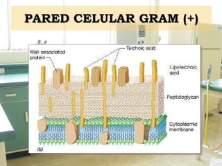 PARED CELULAR GRAM (+) 