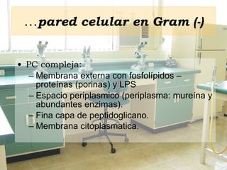 … pared celular en Gram (-) PC compleja:  Membrana externa con fosfolípidos – proteínas (porinas) y LPS  Espacio periplasmico (periplasma: mureína y abundantes enzimas). Fina capa de peptidoglicano. Membrana citoplasmatica . 