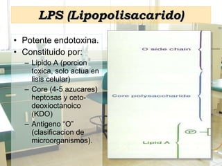 LPS (Lipopolisacarido) Potente endotoxina. Constituido por: Lipido A (porcion toxica, solo actua en lisis celular) Core (4-5 azucares) heptosas y ceto-deoxioctanoico (KDO) Antigeno “O” (clasificacion de microorganismos). 