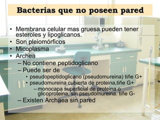 Bacterias que no poseen pared Membrana celular mas gruesa pueden tener esteroles y lipoglicanos. Son pleiom ó r ficos Micoplasma Archea No contiene peptidoglicano Puede ser de  pseudopeptidoglicano (pseudomureina) tiñe G+ pseudomureina cubierta de proteina,tiñe G+ monocapa superficial de proteina o glicoproteina, sin pseudomureina. tiñe G- Existen Archaea sin pared 