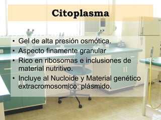 Citoplasma Gel de alta presión osmótica. Aspecto finamente granular Rico en ribosomas e inclusiones de material nutritivo. Incluye al Nucloide y Material genético extracromosomico: plásmido. 