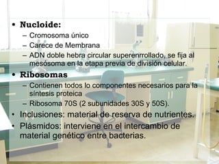 Nucloide: Cromosoma único Carece de Membrana  ADN doble hebra circular superenrrollado, se fija al mesósoma en la etapa previa de división celular. Ribosomas Contienen todos lo componentes necesarios para la síntesis proteica Ribosoma 70S (2 subunidades 30S y 50S). Inclusiones: material de reserva de nutrientes. Plásmidos: interviene en el intercambio de material genético entre bacterias. 