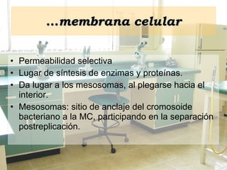 Permeabilidad selectiva Lugar de síntesis de enzimas y proteínas. Da lugar a los mesosomas, al plegarse hacia el interior. Mesosomas: sitio de anclaje del cromosoide bacteriano a la MC, participando en la separación postreplicación. … membrana   celular 