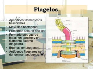 Flagelos Apéndices filamentosos helicoidales. Movilidad bacteriana. Presentes solo en bacilos. Formado por: cuerpo basal, un gancho y un filamento externo (flagelina). Buenos inmunógenos. Antígenos flagelares se denominan antígenos “H”. 