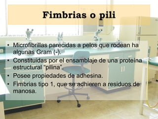 Fimbrias o pili Microfibrillas parecidas a pelos que rodean ha algunas Gram (-). Constituidas por el ensamblaje de una proteína estructural “pilina”. Posee propiedades de adhesina. Fimbrias tipo 1, que se adhieren a residuos de manosa. 