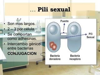 …  Pili sexual Son mas largos. 2 – 3 por célula. Se comportan como adhesinas. Intercambio génico entre bacterias CONJUGACION 