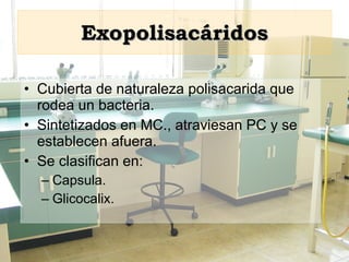 Exopolisacáridos Cubierta de naturaleza polisacarida que rodea un bacteria. Sintetizados en MC., atraviesan PC y se establecen afuera. Se clasifican en: Capsula. Glicocalix. 