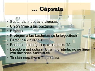 …  Cápsula Sustancia mucosa o viscosa. Unión firme a las bacterias Rígidas Protegen a las bacterias de la fagocitosis. Factor de virulencia. Poseen los antígenos capsulares “k”. Debido a estructura fibrilar hidratada, no se tiñen con tinciones habituales. Tinción negativa o Tinta china. 