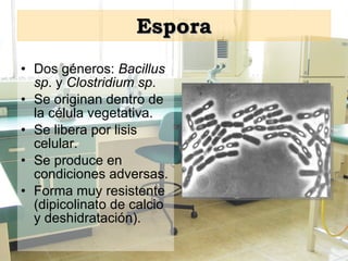 Espora Dos géneros:  Bacillus sp . y  Clostridium sp . Se originan dentro de la célula vegetativa. Se libera por lisis celular. Se produce en condiciones adversas. Forma muy resistente (dipicolinato de calcio y deshidratación). 