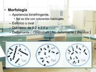 Morfología Apariencia birrefringente. No se tiñe con colorantes habituales Esférico u oval Diámetro: de 0.2 a 2.0 µ Deformante (  Clostridium  ) No deformante (  Bacillus  ) 