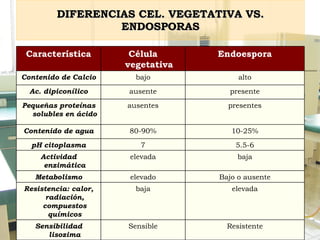 DIFERENCIAS CEL. VEGETATIVA VS. ENDOSPORAS Resistente Sensible Sensibilidad lisozima elevada baja Resistencia: calor, radiación, compuestos químicos Bajo o ausente elevado Metabolismo baja elevada Actividad enzimática 5.5-6 7 pH citoplasma 10-25% 80-90% Contenido de agua presentes ausentes Pequeñas proteínas solubles en ácido presente ausente Ac. dipiconílico alto bajo Contenido de Calcio Endoespora Célula vegetativa Característica 