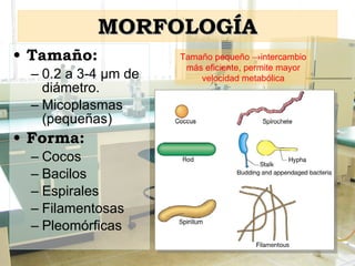 MORFOLOGÍA Tamaño:   0.2 a 3-4  µ m de diámetro. Micoplasmas (pequeñas) Forma: Cocos Bacilos Espirales Filamentosas Pleomórficas  Tamaño pequeño   intercambio más eficiente, permite mayor velocidad metabólica 