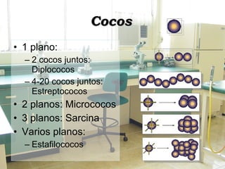 Cocos 1 plano: 2 cocos juntos: Diplococos 4-20 cocos juntos: Estreptococos 2 planos: Micrococos 3 planos: Sarcina Varios planos: Estafilococos 