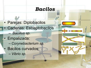Bacilos Parejas: Diplobacilos Cadenas: Estreptobacilos Bacillus sp. Empalizada:  Corynebacterium sp. Bacilos curvados:  Vibrio sp. 