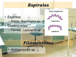 Espirales Espirilos:  Rígida:  Brachispira sp. Espiroquetas:  Flexible:  Leptospira sp. Filamentosas   Actinomyces sp. 